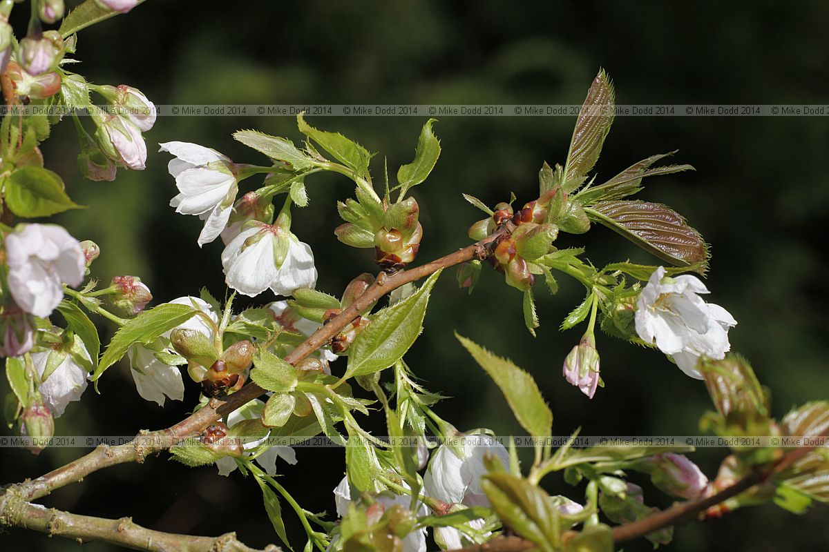Prunus 'Ojochin'