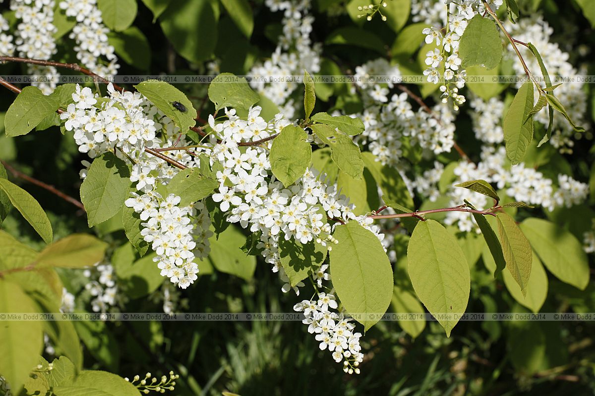 Prunus padus Bird cherry