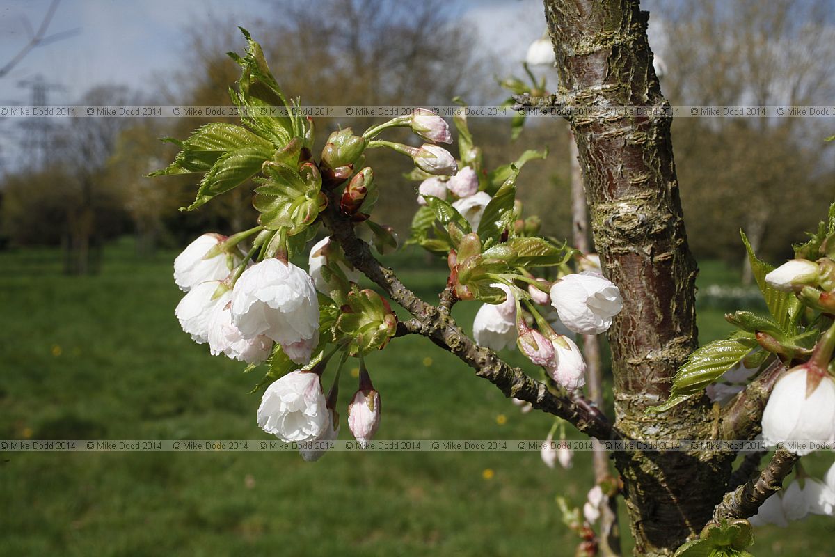 Prunus 'Ranran'