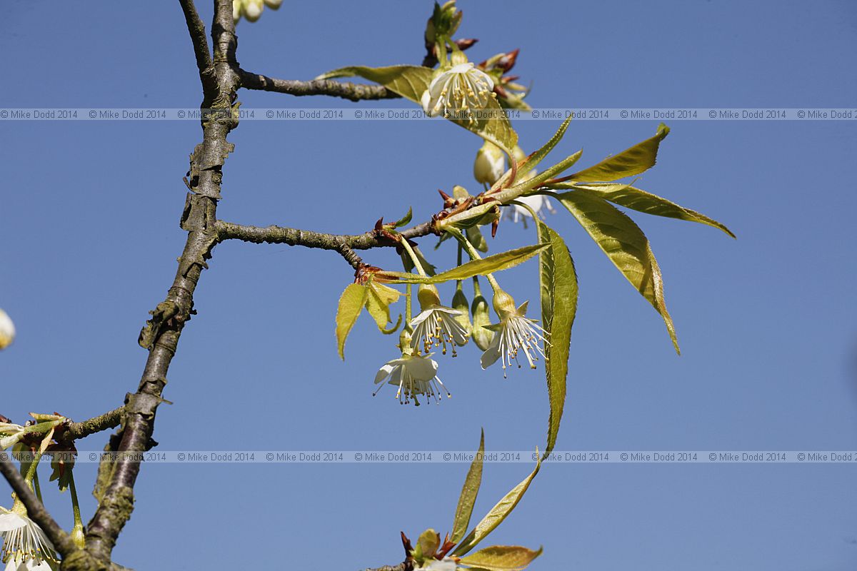 Prunus serrula Tibetan cherry