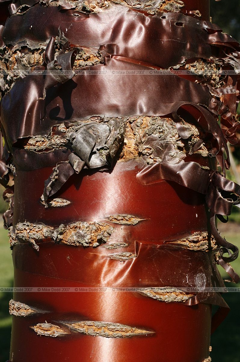 Prunus serrula Tibetan cherry with red peeling bark