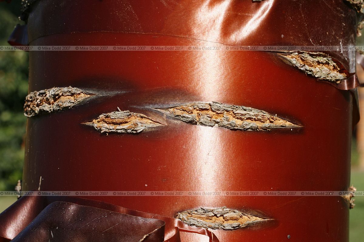Prunus serrula Tibetan cherry with red peeling bark