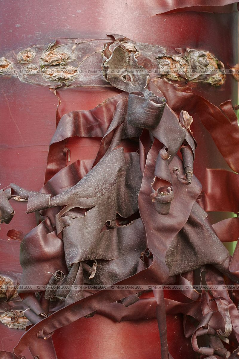Prunus serrula Tibetan cherry with red peeling bark