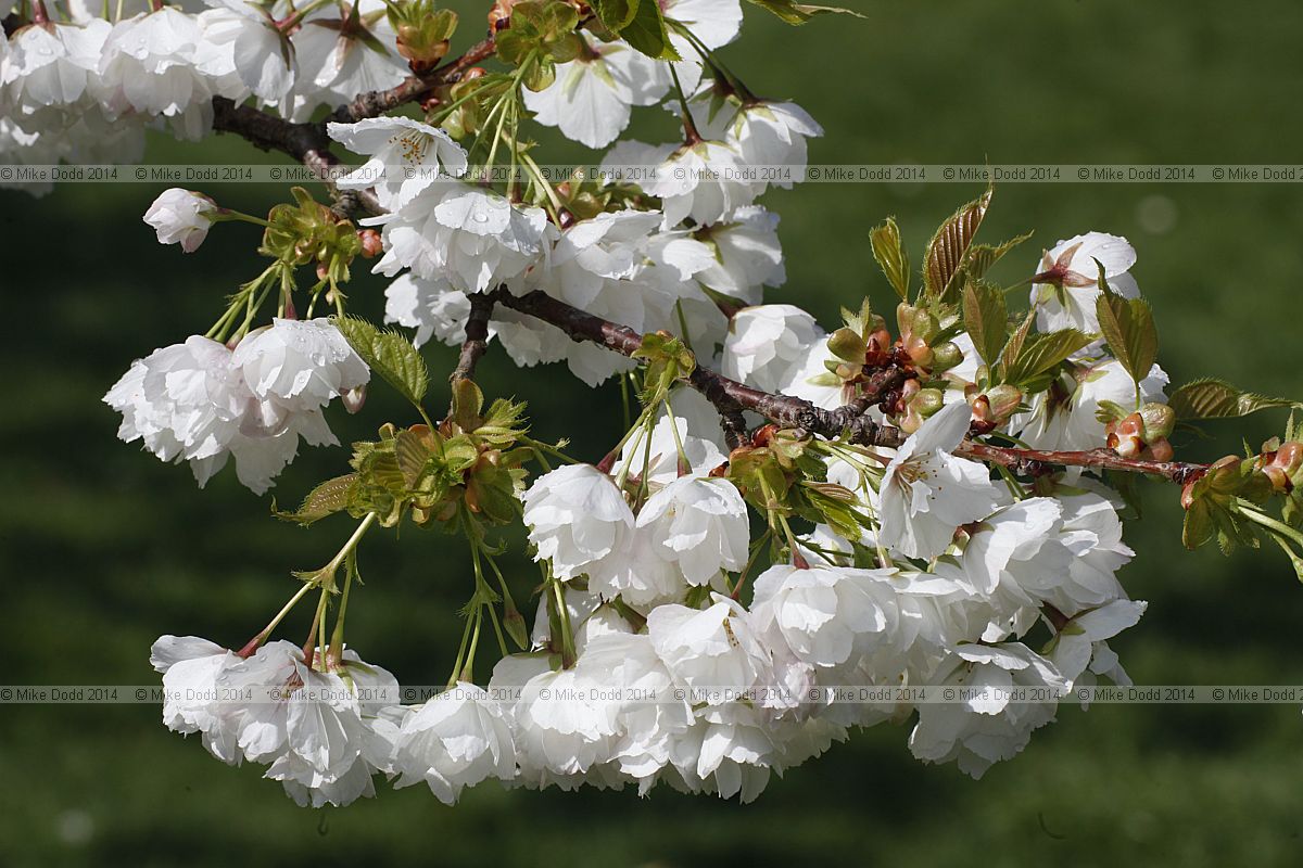 Prunus serrulata