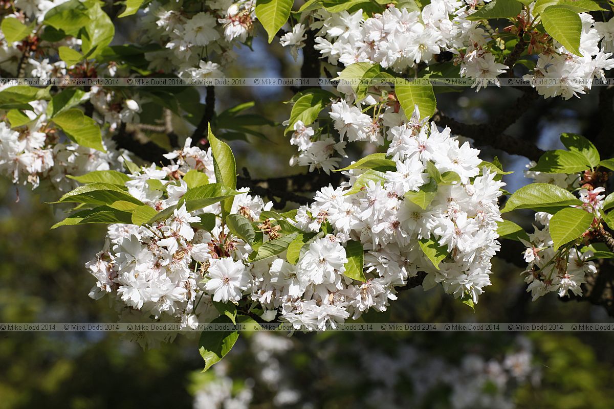 Prunus serrulata 'Alboplena'