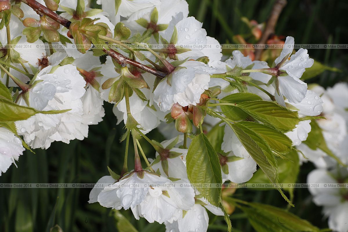 Prunus serrulata 'Shirotae'