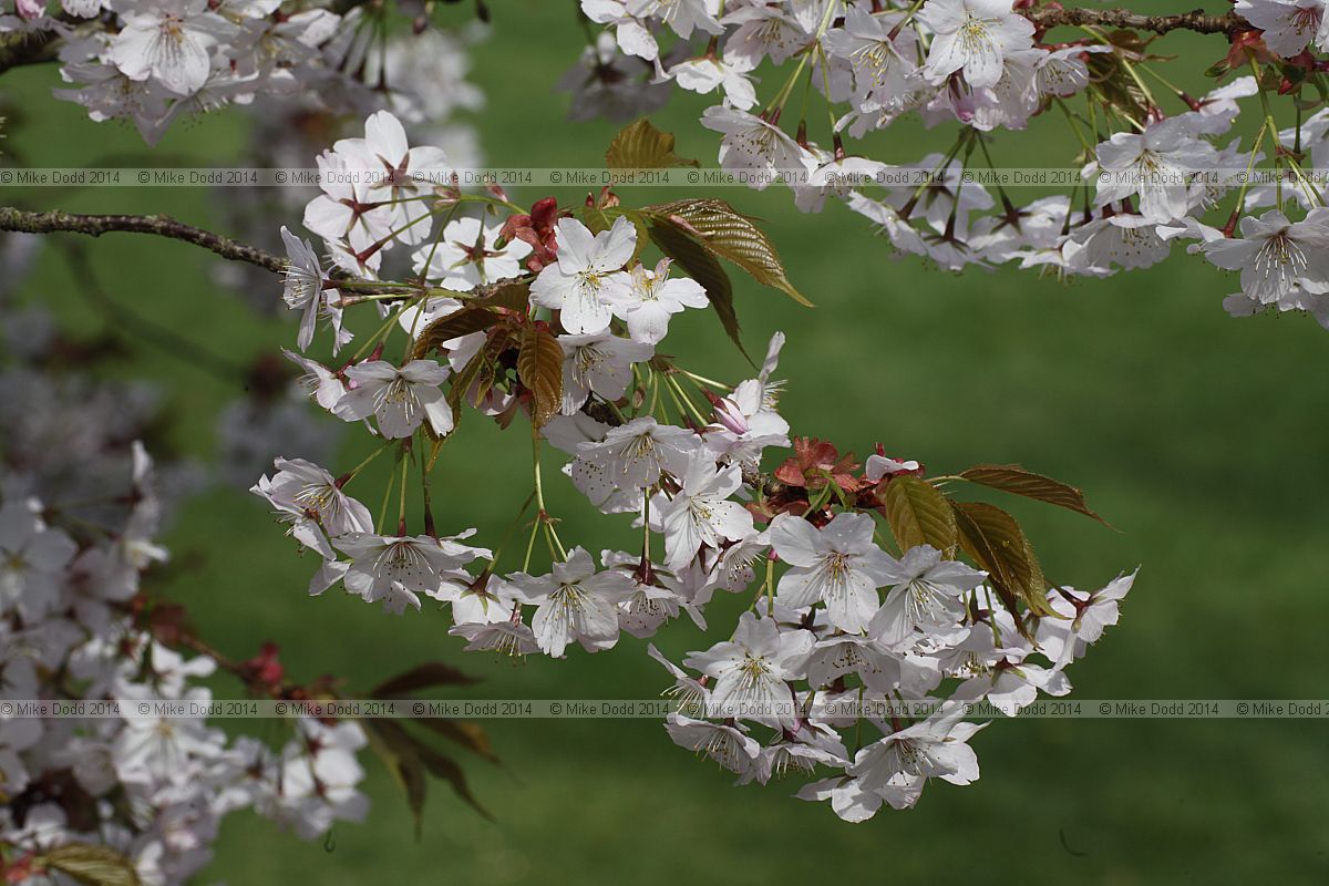 Prunus serrulata var. hupehensis Hill cherry