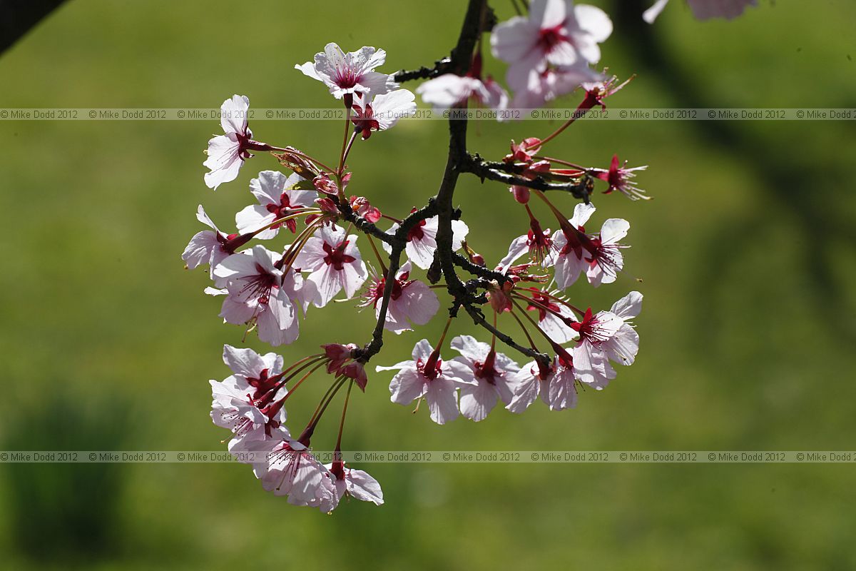 Prunus 'Shosar'