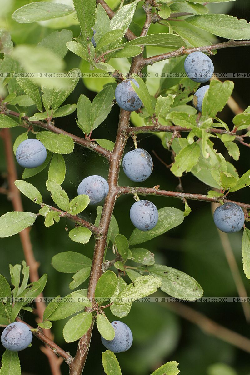 Prunus spinosa Sloe or Blackthorn