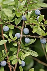 Prunus spinosa Sloe or Blackthorn