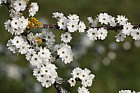 Prunus spinosa 'Plena'