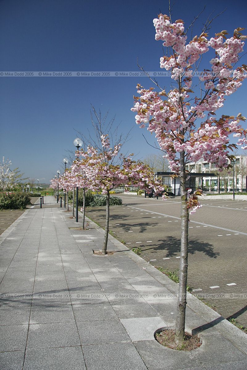 Cherry trees (Prunus) in flower central Milton Keynes