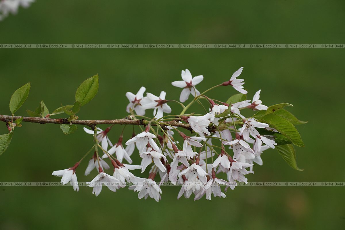 Prunus subhirtella 'Stellata'