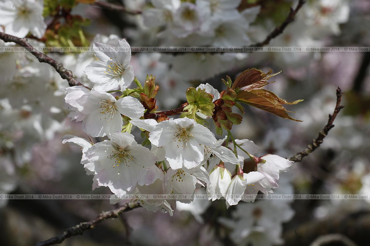 Prunus 'Tai Haku' Great White Cherry