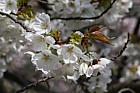 Prunus 'Tai Haku' Great White Cherry