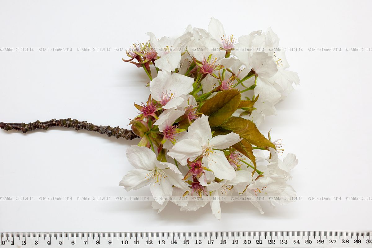 Prunus 'Tai Haku' Great White Cherry in flower