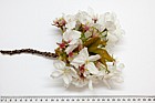 Prunus 'Tai Haku' Great White Cherry in flower