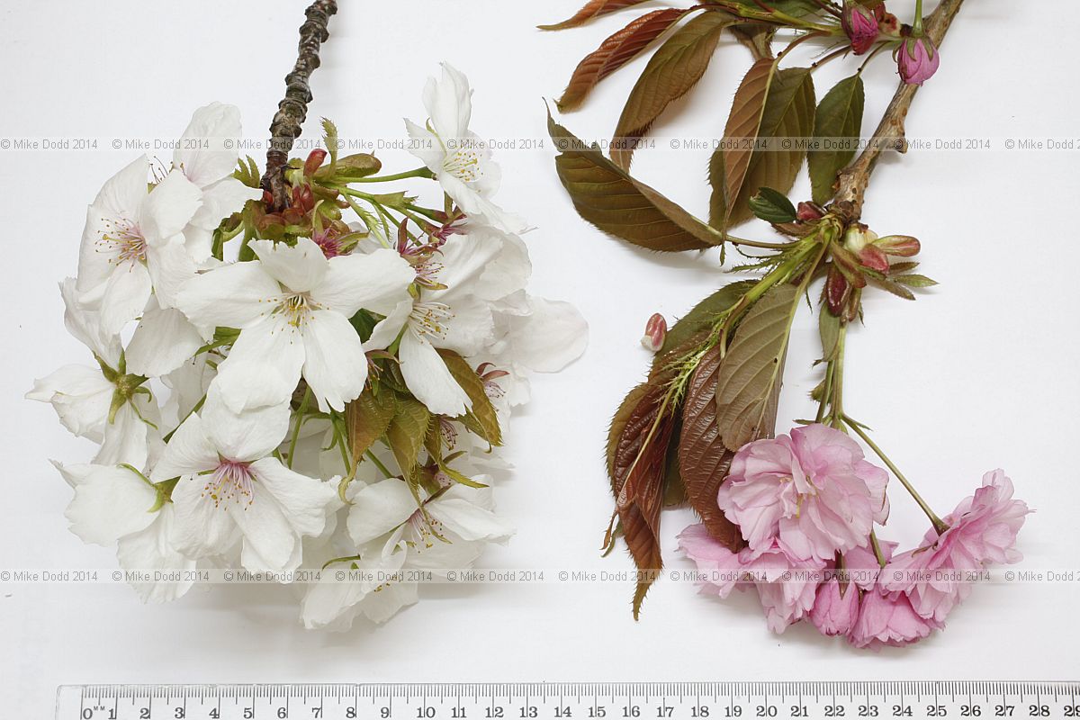 Prunus 'Tai Haku' Great White Cherry and Prunus 'Kanzan' in flower