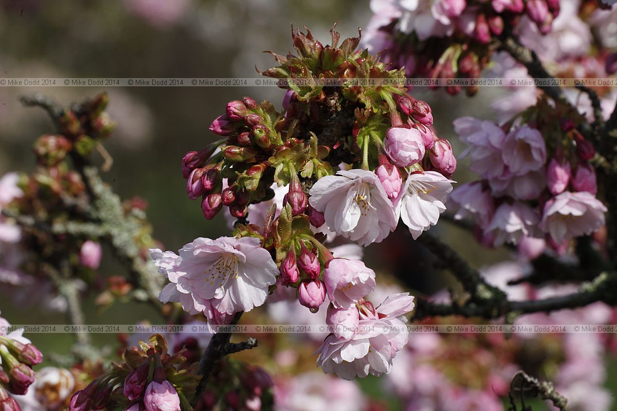 Prunus 'Takasago'