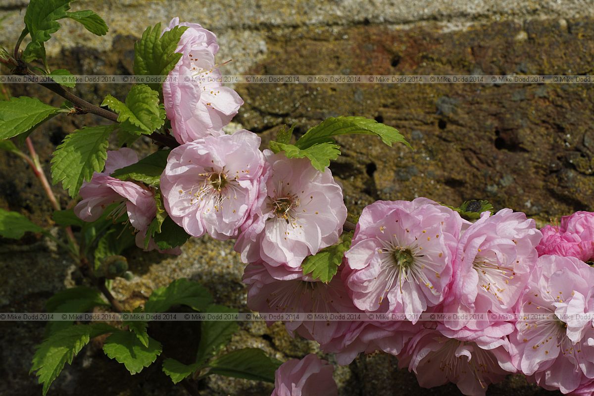 Prunus triloba 'Flore Plena'