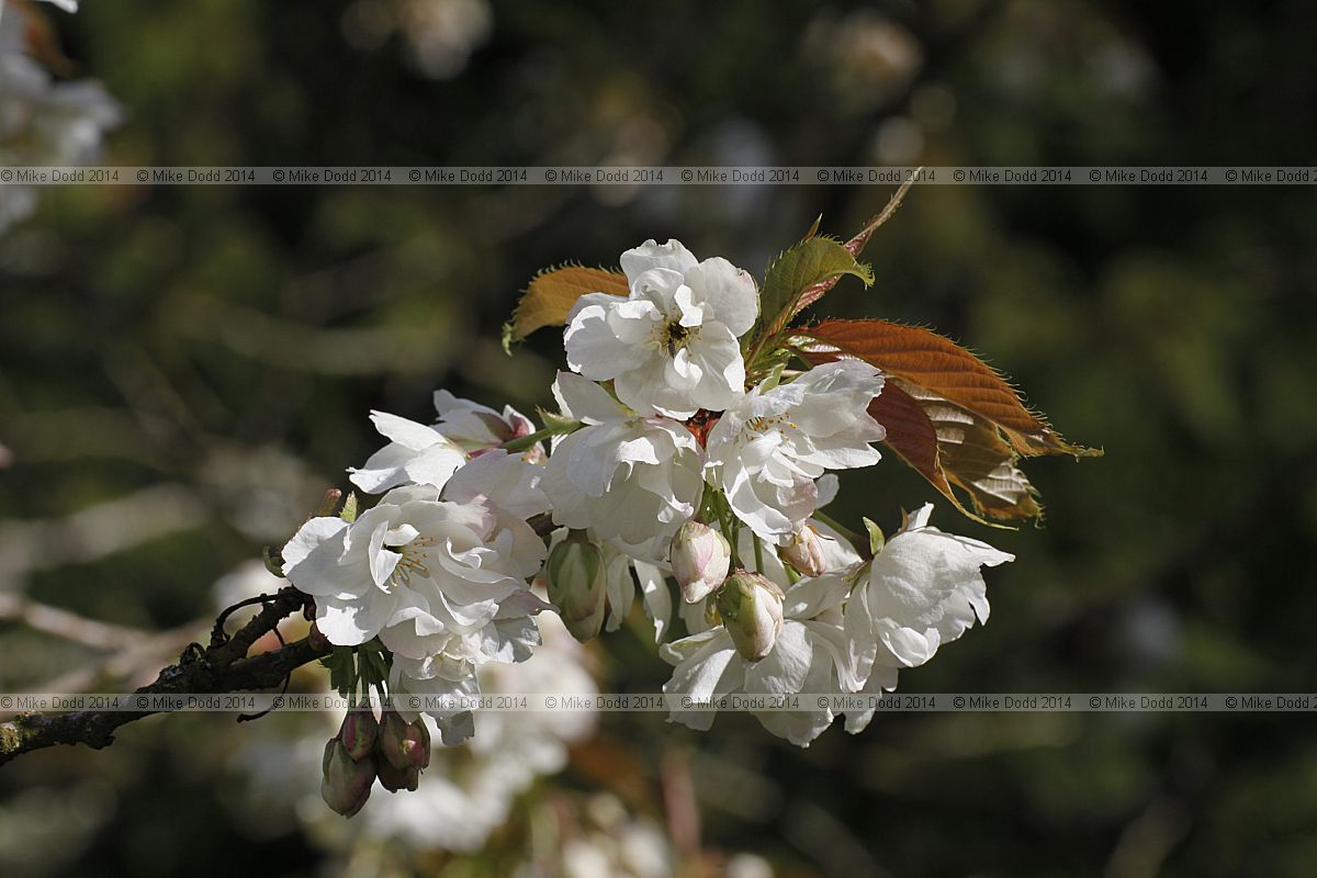Prunus 'Ukon'