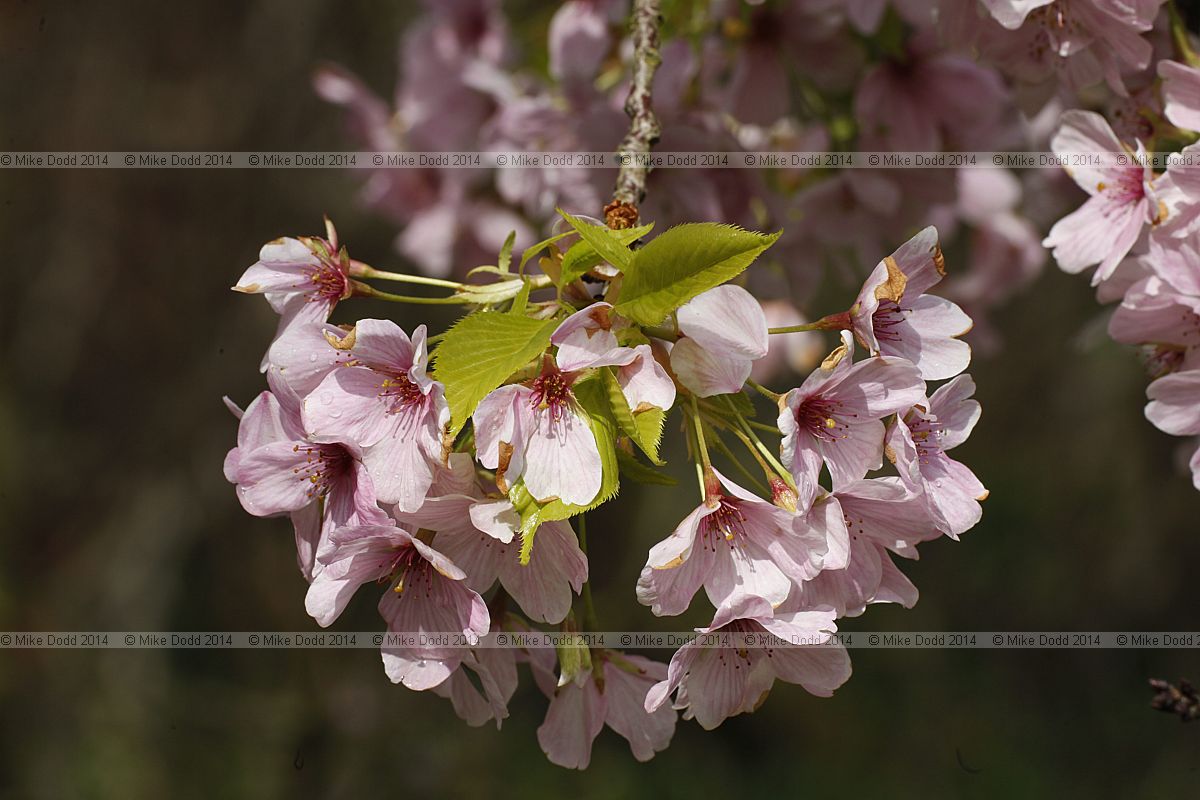Prunus x yedoensis 'Isu Yoshino'