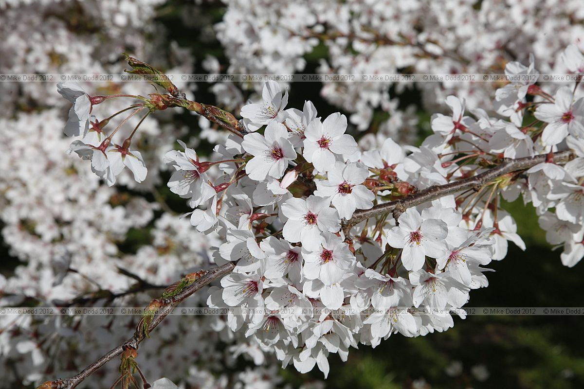 Prunus x yedoensis Yoshino cherry
