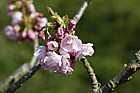 Prunus 'Yedozakura' (is this a valid name?)