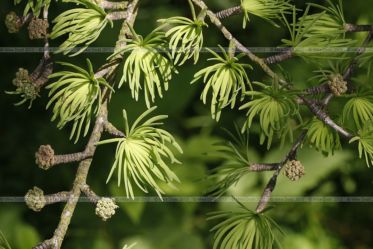 Pseudolarix amabilis Golden Larch