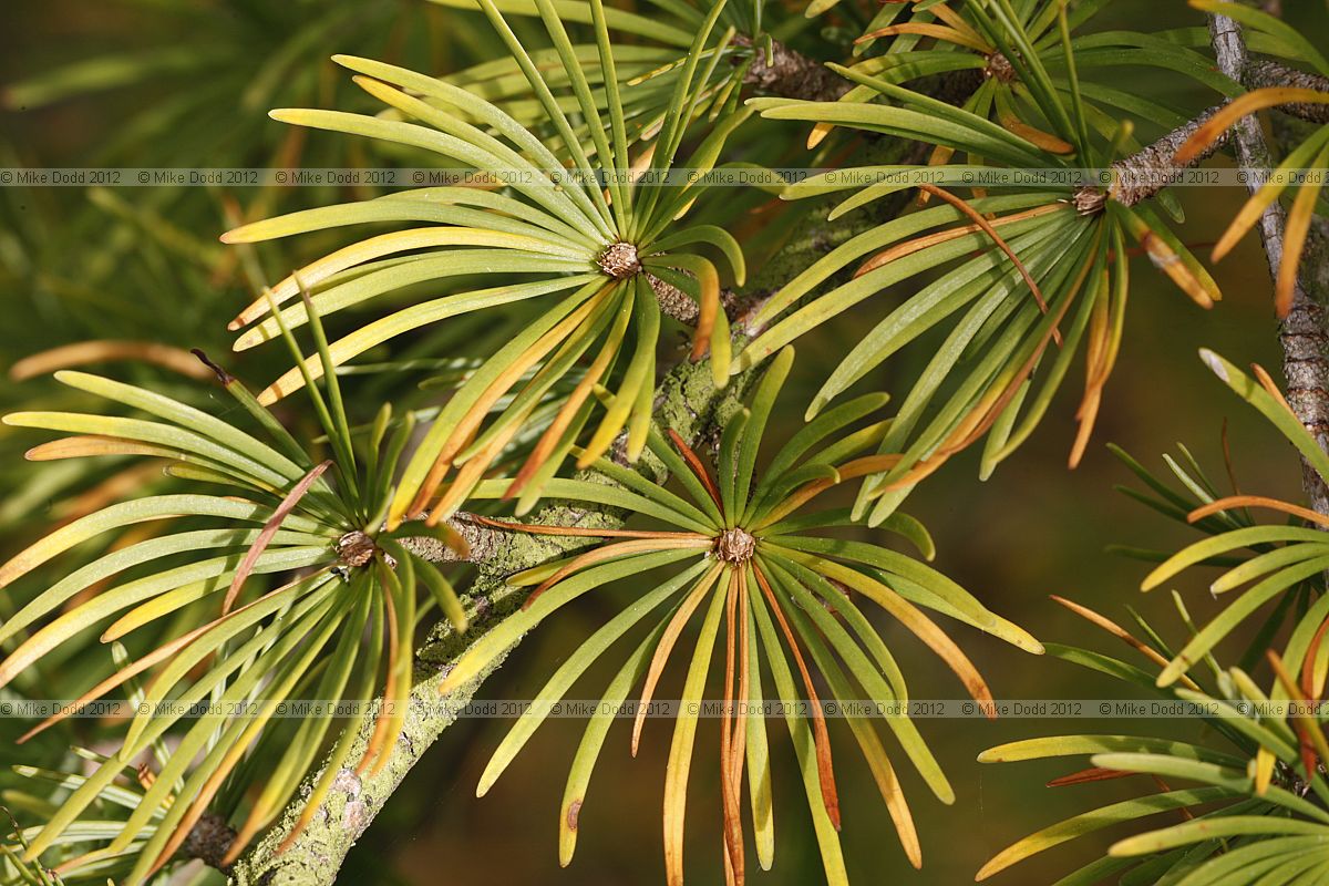 Pseudolarix amabilis Golden Larch