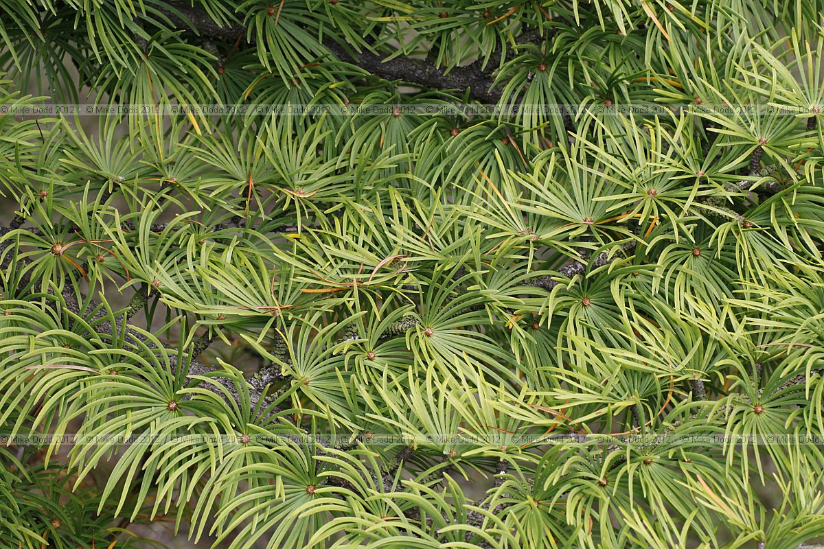 Pseudolarix amabilis Golden Larch