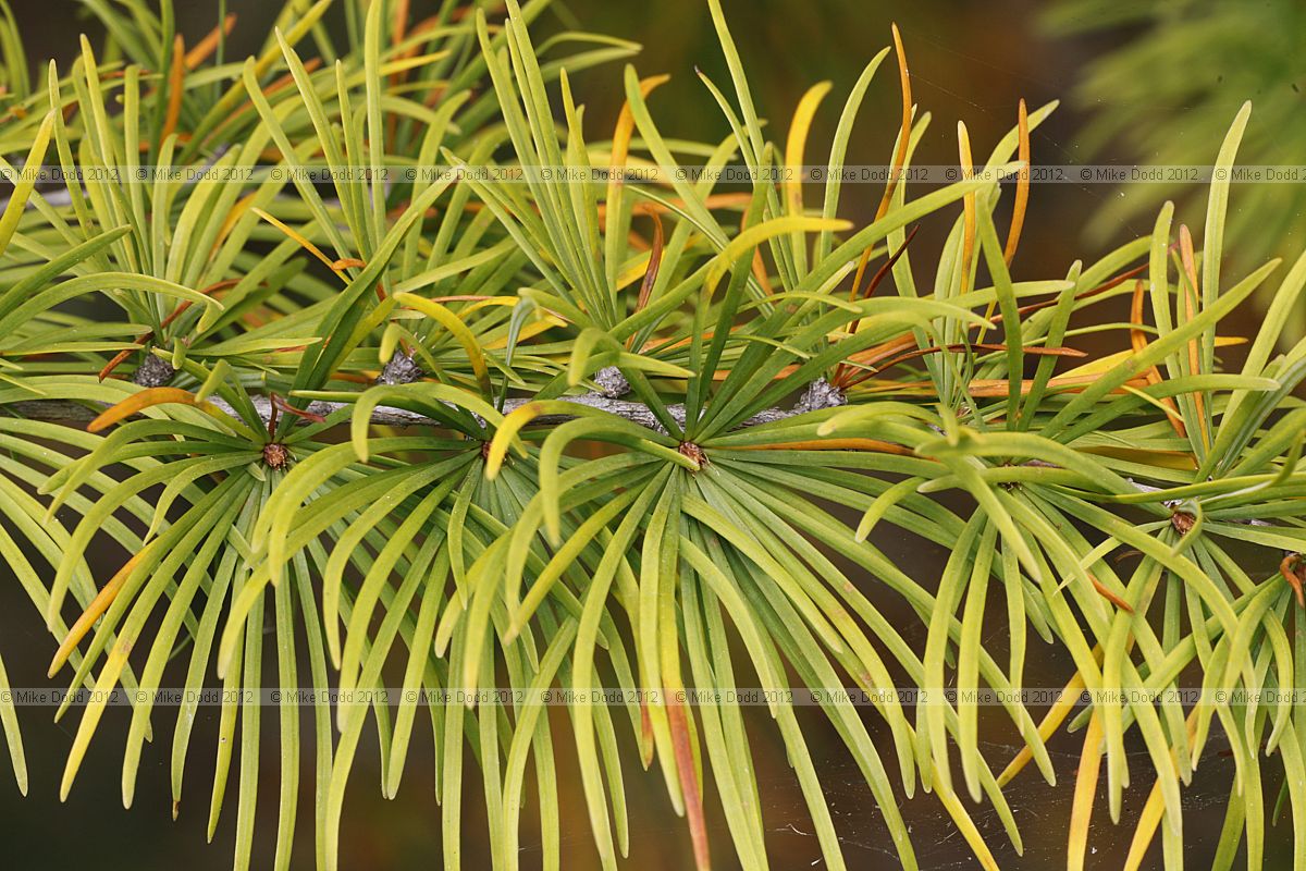 Pseudolarix amabilis Golden Larch