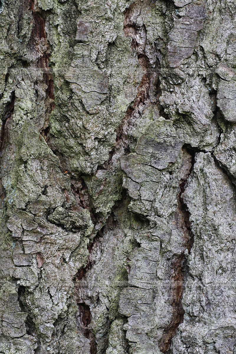 Pseudolarix amabilis Golden Larch