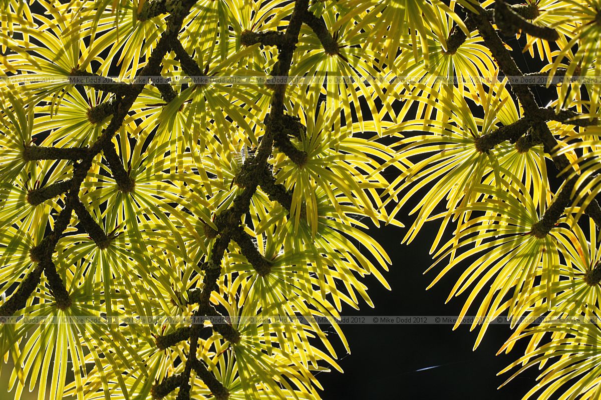 Pseudolarix amabilis Golden Larch