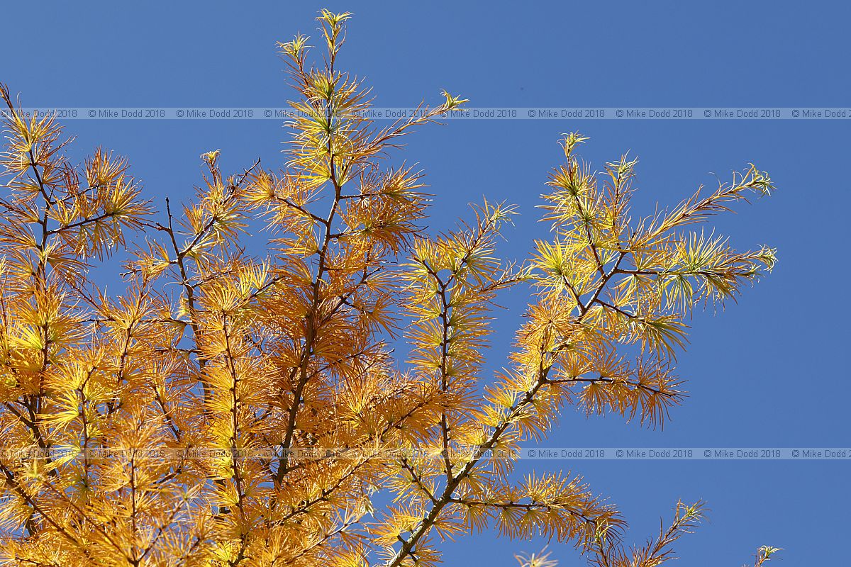 Pseudolarix amabilis Golden larch