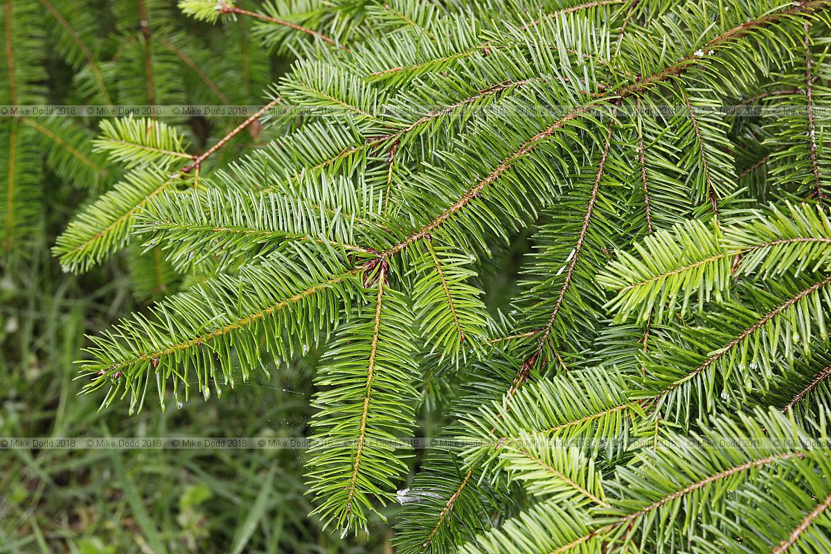 Pseudotsuga menziesii Douglas fir