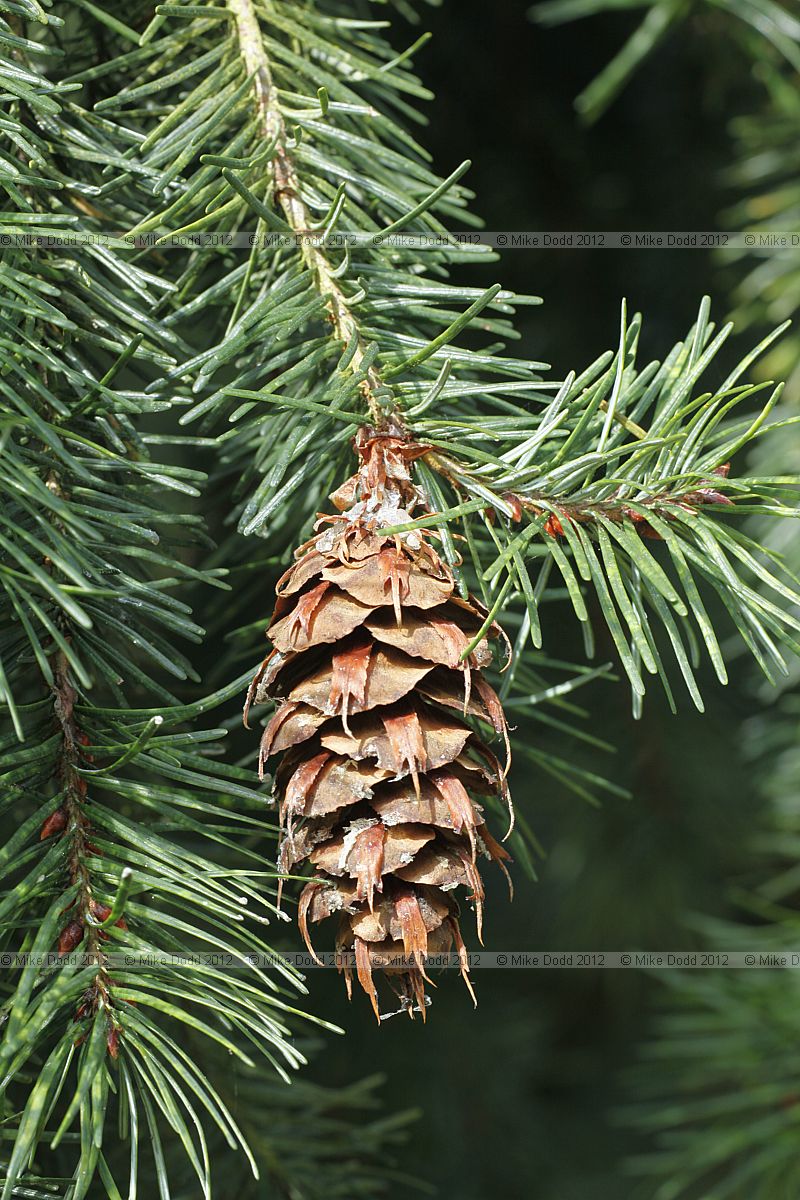 Pseudotsuga menziesii Douglas Fir