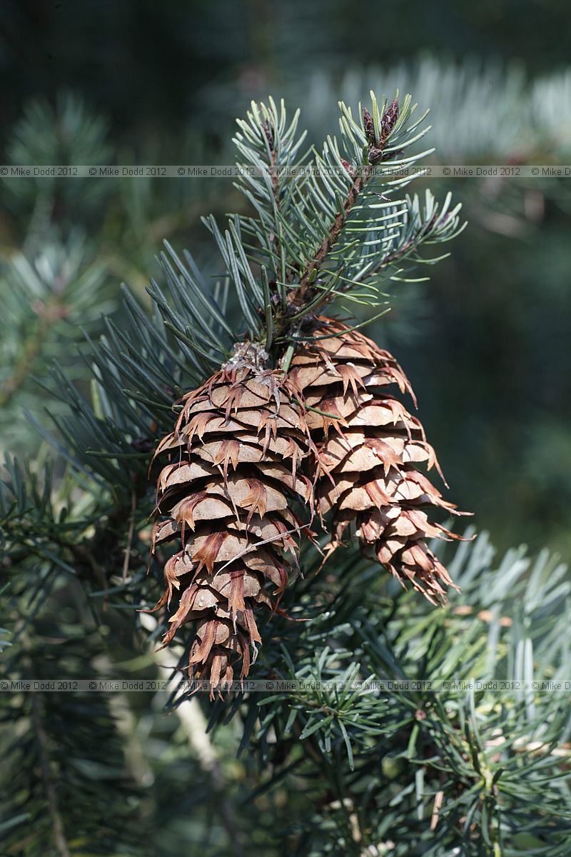 Pseudotsuga menziesii Douglas Fir