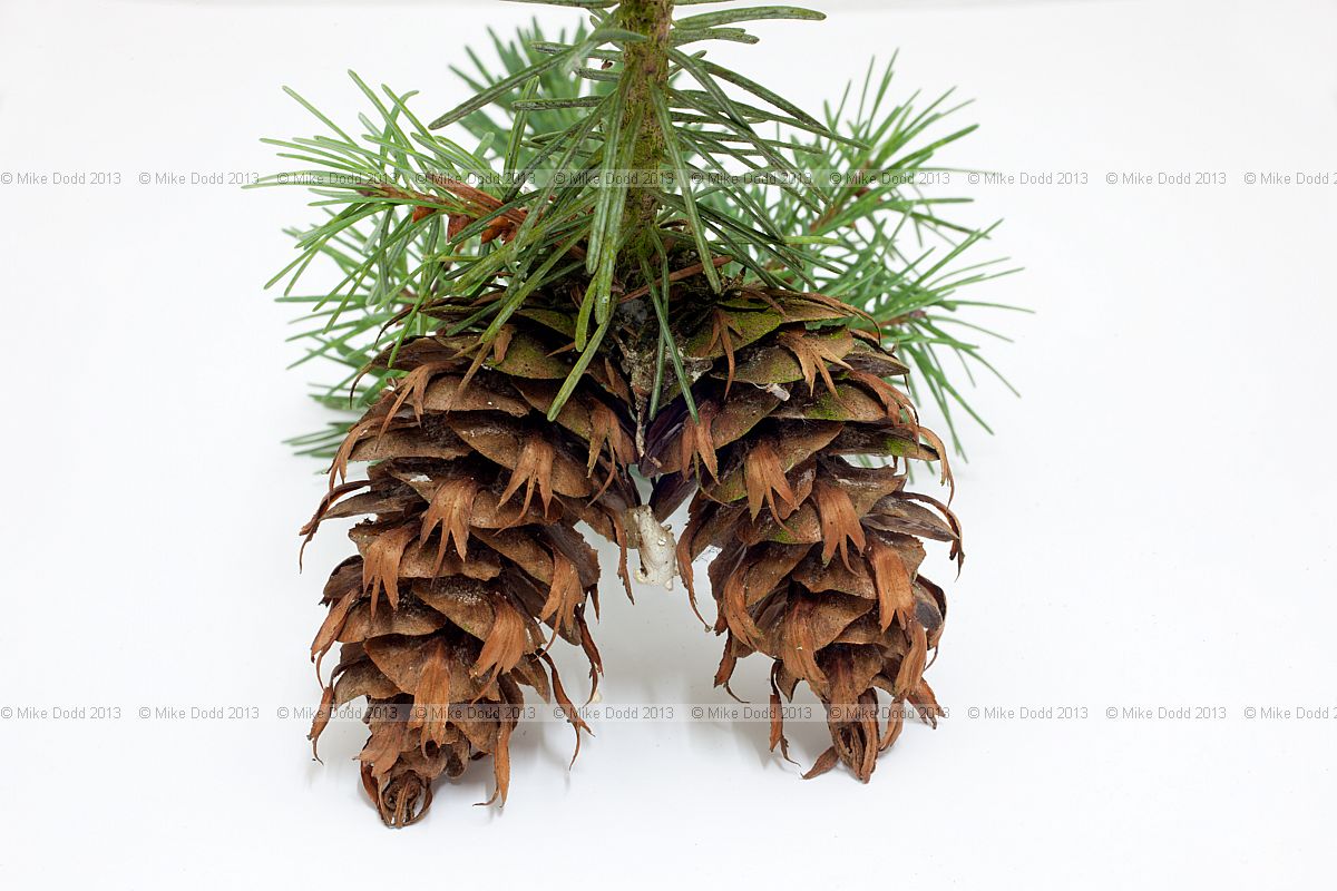 Pseudotsuga menziesii Douglas fir