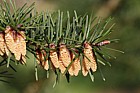 Pseudotsuga menziesii Douglas fir