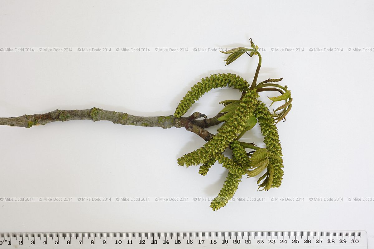 Pterocarya fraxinifolia Caucasian Wingnut in spring with male flowers