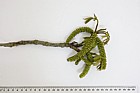 Pterocarya fraxinifolia Caucasian Wingnut in spring with male flowers