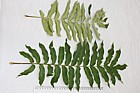 Pterocarya fraxinifolia Caucasian Wingnut