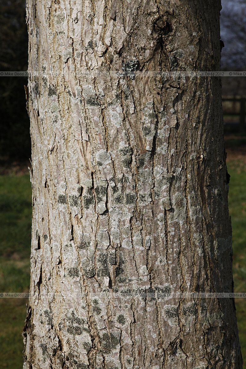 Pterocarya rhoifolia
