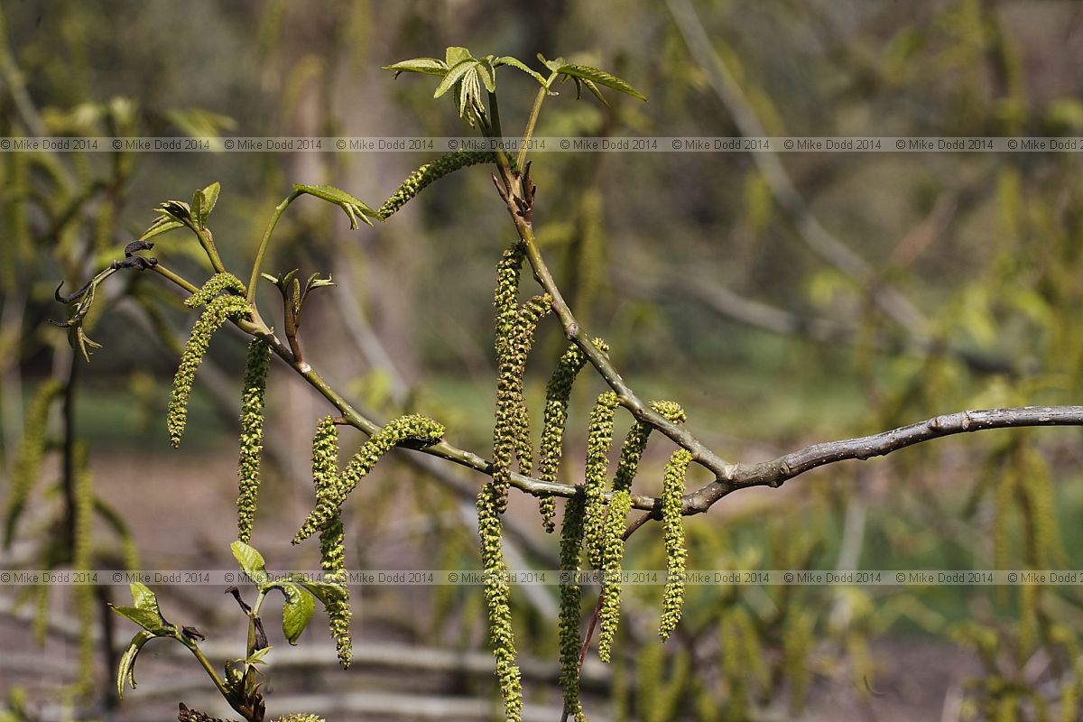 Pterocarya x rehderiana