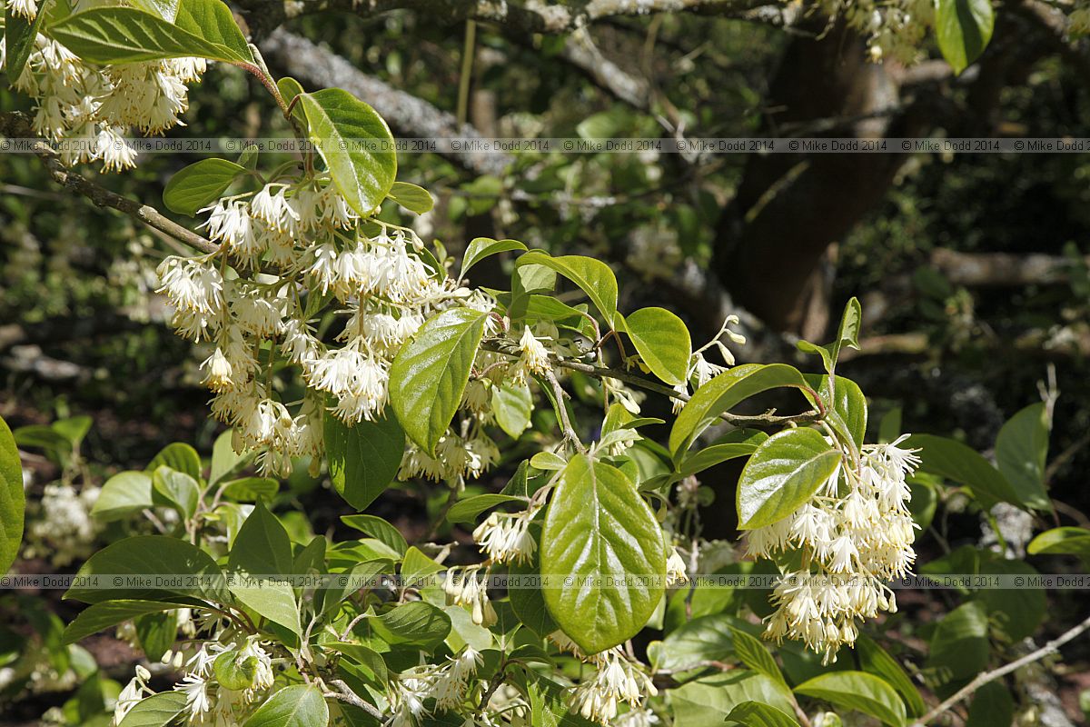 Pterostyrax corymbosa Epaulette tree