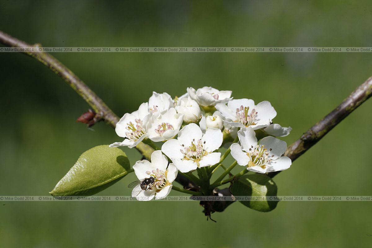 Pyrus boissieriana Boissier Pear