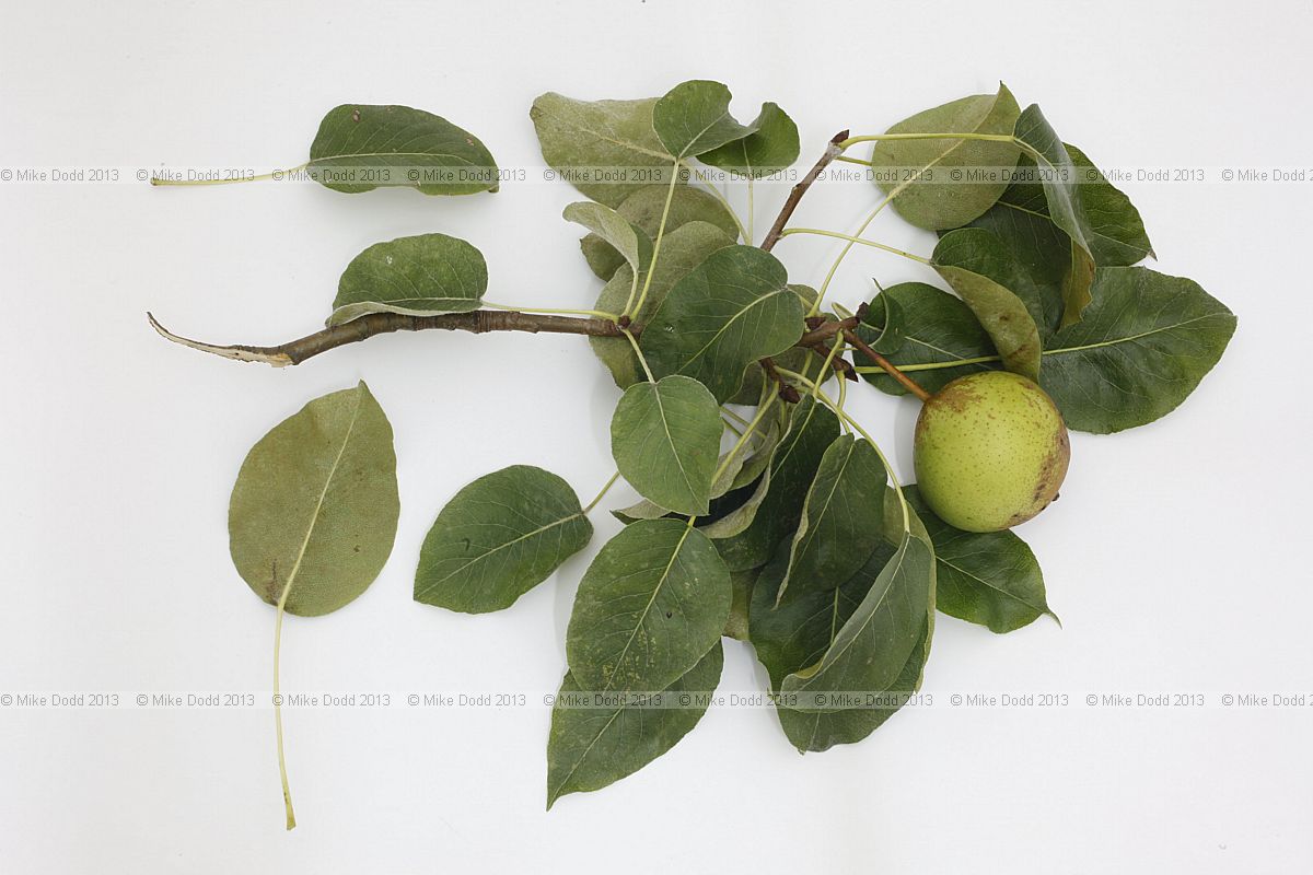 Pyrus calleryana 'Chanticleer' Chanticleer Pear