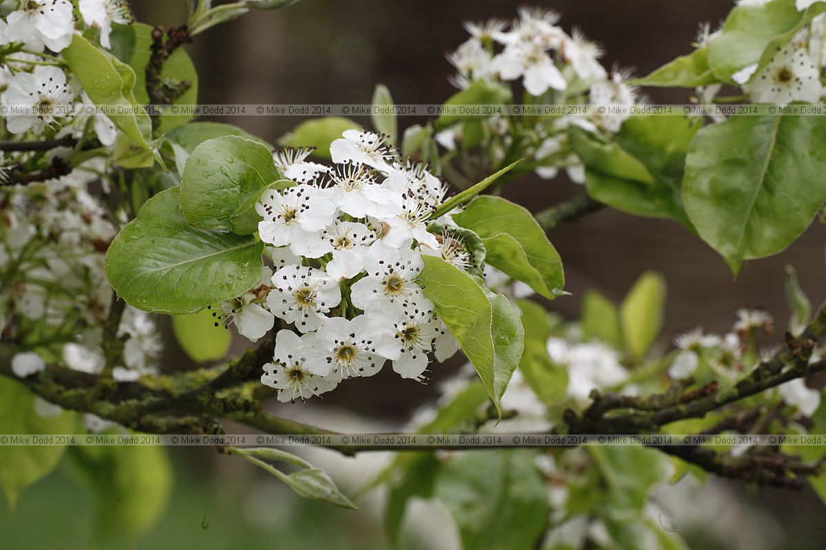 Pyrus calleryana 'Chanticleer'