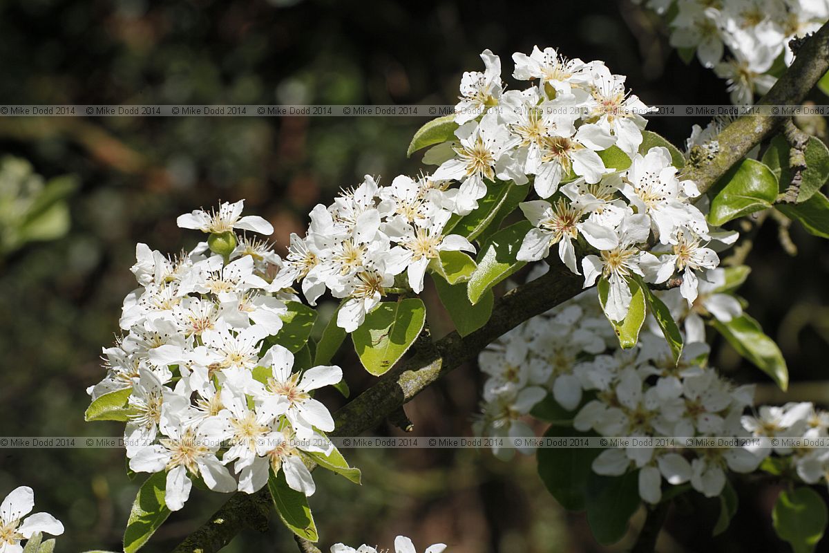 Pyrus communis Wild pear